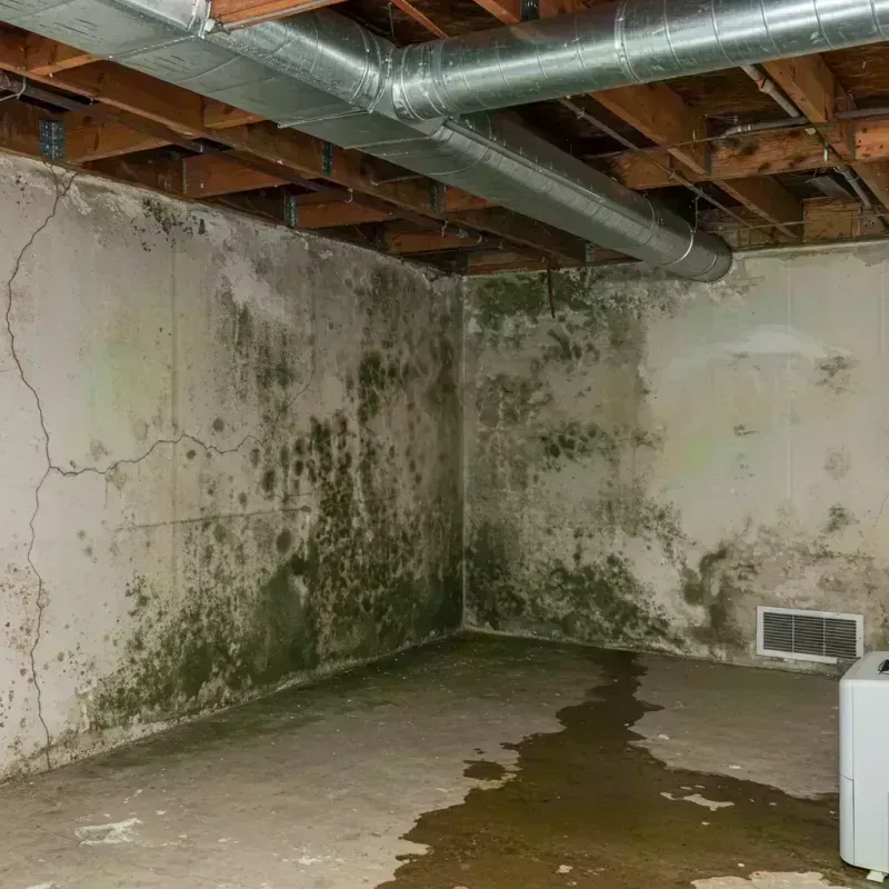 Professional Mold Removal in Des Peres, MO